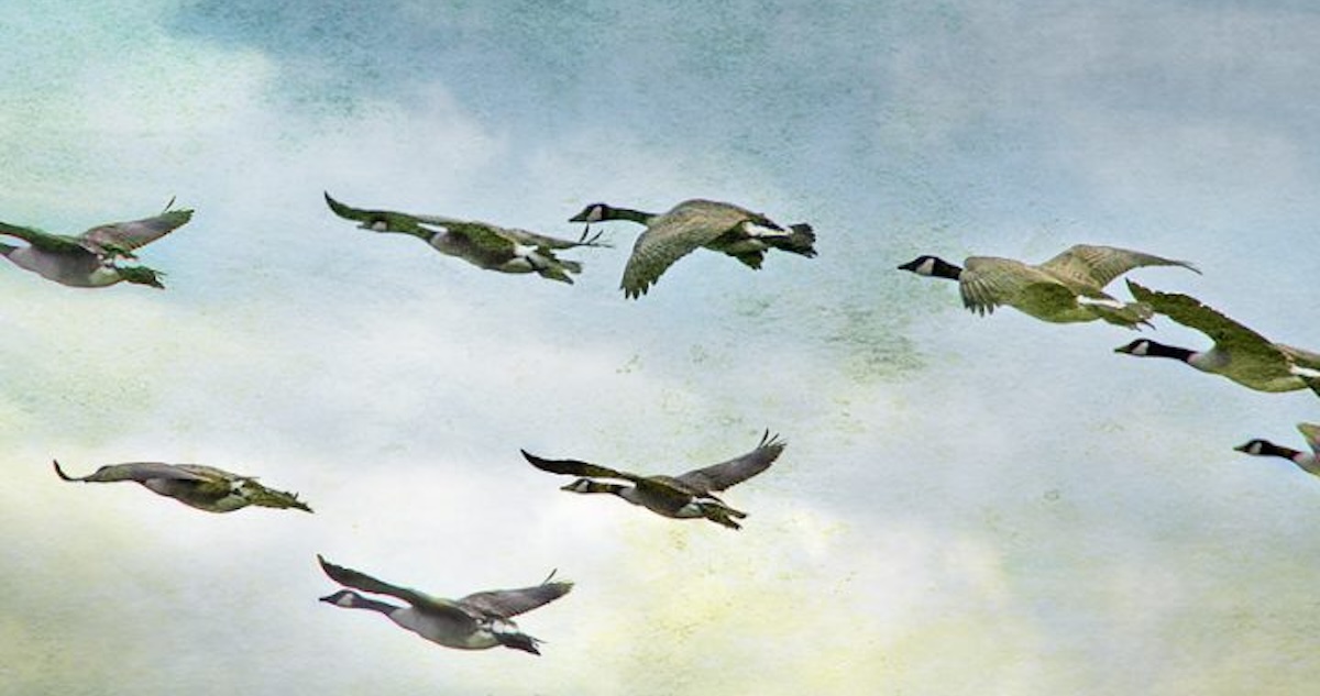 A flock of Canada geese flying together in formation