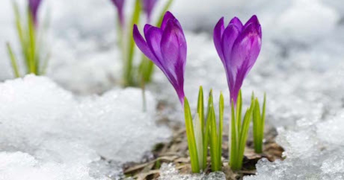 Spring forward, forward march: seeds and steps have an impact