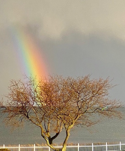 Rainbow behind a bare tree silhouetted against the water